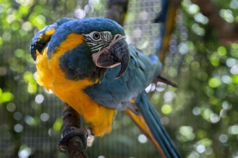 Blue-throated Macaw - Zoo Atlanta