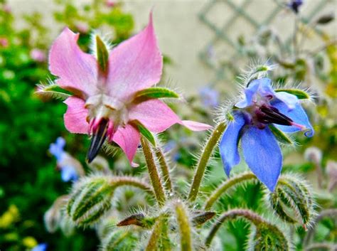 Flower Homes: Borage Flowers