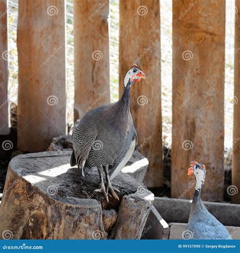 Guinea fowl in farm stock photo. Image of patterned, domestic - 99157090