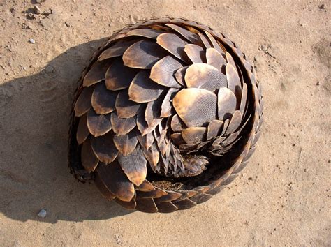 Wildlife of the World: Pangolin Animal Facts & Images 2013