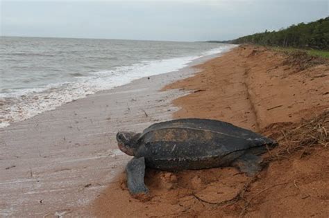 Shell Beach Management Plan completed - Guyana Chronicle