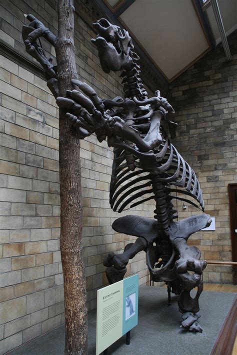 Giant ground sloth skeleton by artbyjrc on DeviantArt