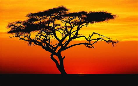 Landscape, Trees, Sunset, Savanna HD wallpaper | Pxfuel