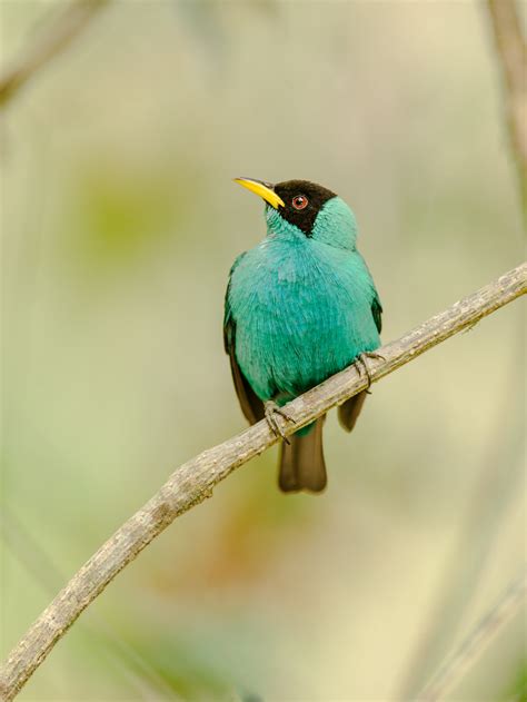 Turquoise Bird in the Costa Rica Rainforest - Entouriste