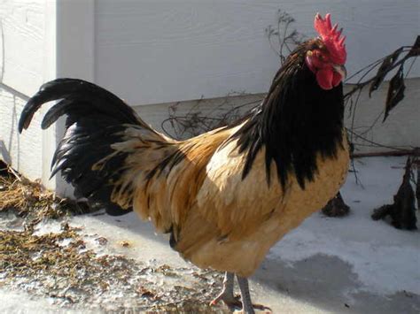 Chicken Breed Focus - Lakenvelder | BackYard Chickens