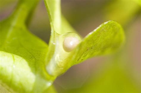 Smooth Newt Eggs | Smooth Newt egg from the new ponds at Bou… | Gareth Christian | Flickr