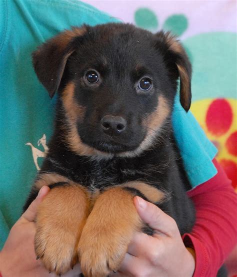 3 adorable Australian Shepherd mix puppies debuting for adoption today.