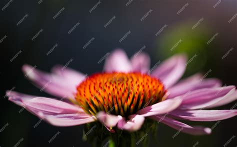 Premium Photo | Echinacea flower