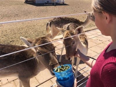 Feed the animals - Rooster Cogburn Ostrich Ranch-Picacho, AZ - Feeding the Animals on Waymarking.com