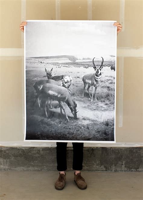 Antelopes 36x48 Plotter Poster