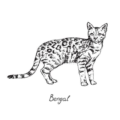 Bengal, Cat Breeds Illustration with Inscription, Hand Drawn Doodle, Outline Black and White ...