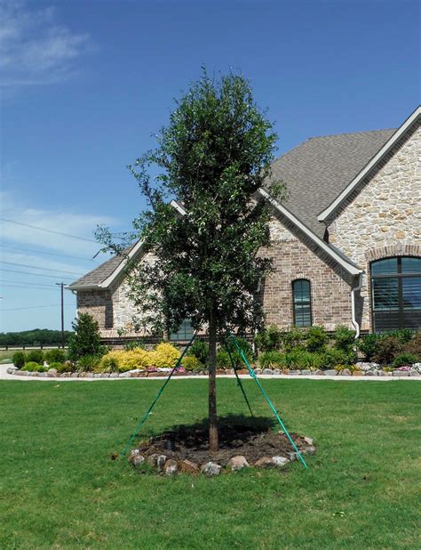 Live Oak Tree - Dallas, Texas - Treeland Nursery