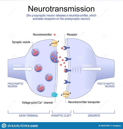 Synapse Structure. Neurotransmitter, Synaptic Vesicles And Synaptic ...