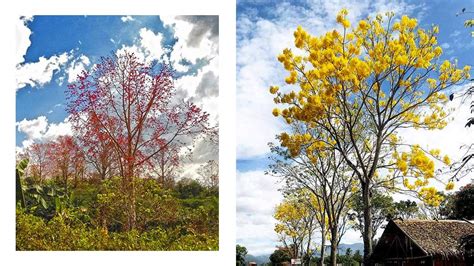 The Most Beautiful Philippine Trees