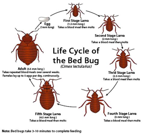 Bed Bug Life Cycle - Life Stages of Bed Bugs