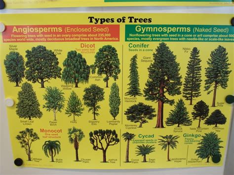 types of trees - Google Search Xmas Tree Images, Monterey Cypress, Spruce Pine, Permaculture ...