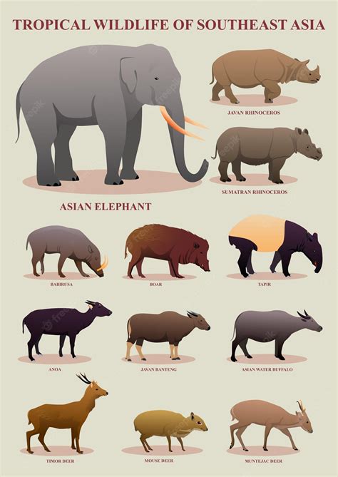 Premium Vector | Illustration tropical wildlife of southeast asia animals suitable for posters