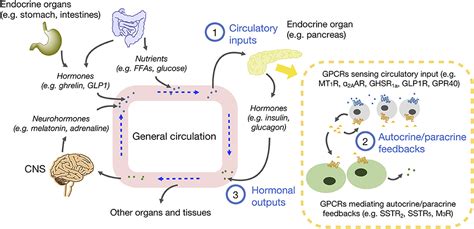 Latest Regulation: Regulation Of Blood Glucose Levels By A Negative ...