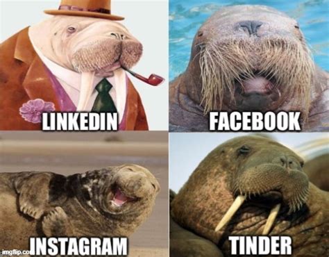 Politics_Redux walrus Memes & GIFs - Imgflip