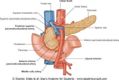 Sma Anatomy - Anatomical Charts & Posters