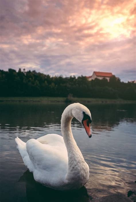 8 Swan Symbolism and Spiritual Meanings (also in Love)