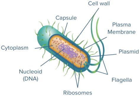 Arrange the structures from inside to the outside as observed in a bacterial cell.1. Glycocalyx ...