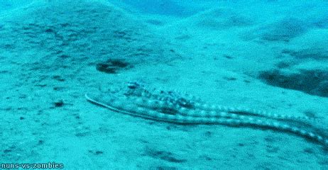 Octopus Camouflage GIF - Find & Share on GIPHY