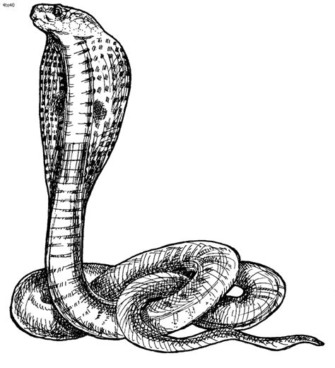 real snake drawing cobra - Clip Art Library