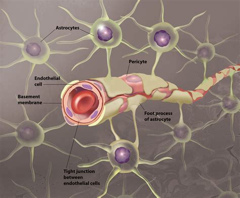 blood brain barrier Archives - Jackie Heda | Biomedical & Scientific ...