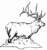 Elk Hunting Coloring Free Pages  Cool sketch template