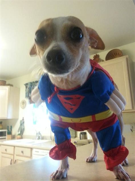 Superhero Dog Costume - Super Dog | BaxterBoo