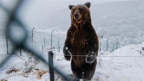 Bear attacks on citizens are increasing in Japan. Experts explain why