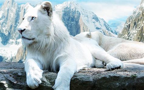 أجمل وأروع خلفيات صور حيوان الأسد الابيض White Lion Wallpapers Hd