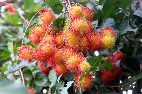 Rambutan fruit on tree stock photo. Image of seeding - 185981950