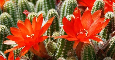 Flowering Cactus: How To Make Cactus Bloom [All Year Round] | Cactus ...