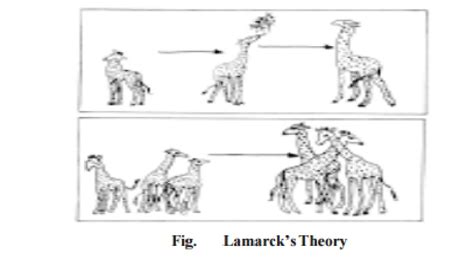 THEORIES OF EVOLUTION : Lamarckism