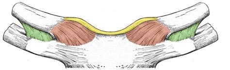 The Sternoclavicular Joint - Structure - Movement - TeachMeAnatomy