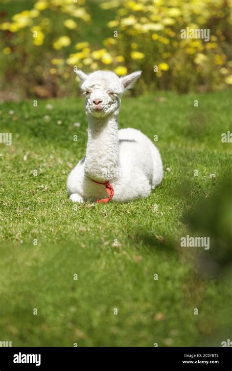 Baby llama lying on grass after feeding Stock Photo - Alamy