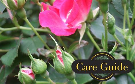 Knock Out Rose Care - Rockaway Sustainable Landscaping - Jacksonville FL