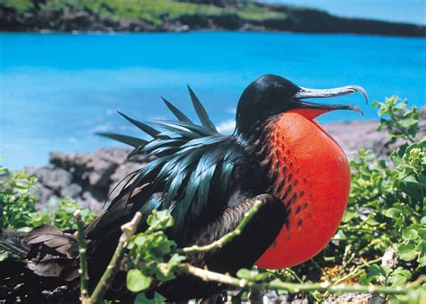 galapagos islands animals and plants facts Galapagos tortoise facts