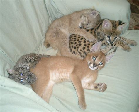 A caracal, a serval, a lynx, and an ocelot all hanging out.