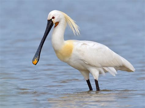 Spoonbill Bird Facts (Platalea leucorodia) | Birdfact