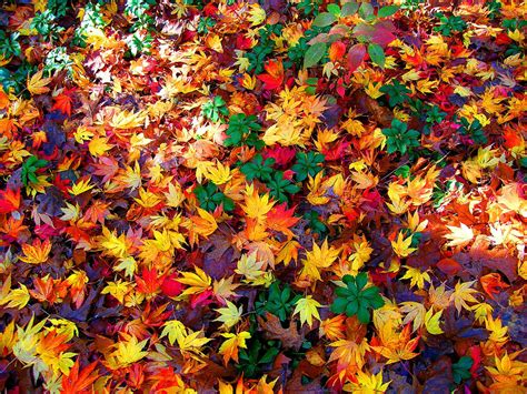 Download Colorful Colors Fall Nature Leaf HD Wallpaper