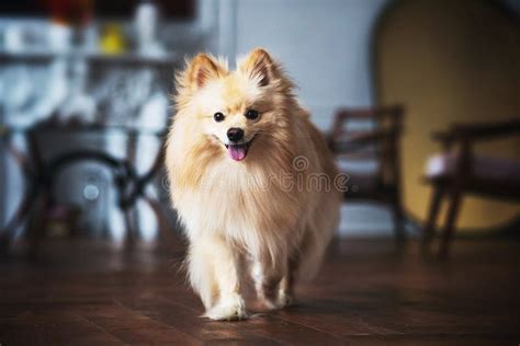 Cute Spits Dog in Decorated Interior Studio Stock Photo - Image of ...