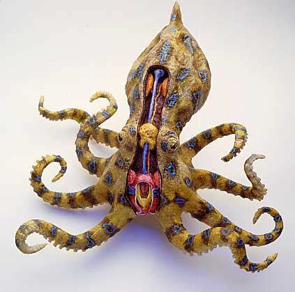 Dangerous Blue Ring Octopus - It's Nature