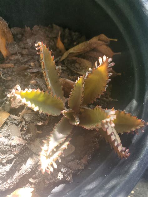 wild mother of millions propagation I recently found while foraging, taking a specimen back home ...