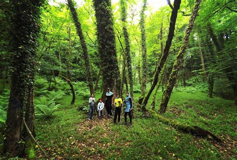 The Most Beautiful Forests of Iran - Incredible Iran