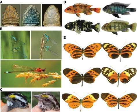 Sexual selection and genetic colour polymorphisms in animals ...