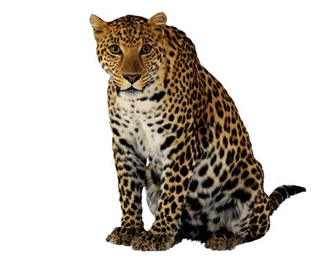 Jaguar PNG Images Transparent Background | PNG Play