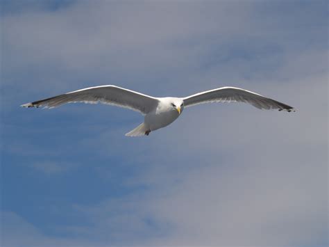 File:Seagull flying (3).jpg - Wikimedia Commons